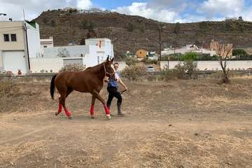 Feria de Ganado de las fiestas del Pilar del Valle de los Nueve (Foto TA)