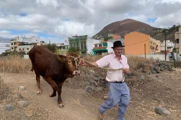Feria de Ganado de las fiestas del Pilar del Valle de los Nueve (Foto TA)