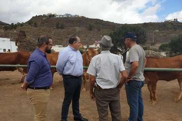 Feria de Ganado de las fiestas del Pilar del Valle de los Nueve (Foto TA)