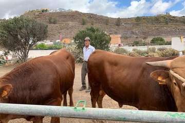 Feria de Ganado de las fiestas del Pilar del Valle de los Nueve (Foto TA)