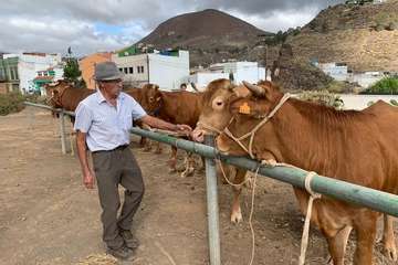 Feria de Ganado de las fiestas del Pilar del Valle de los Nueve (Foto TA)