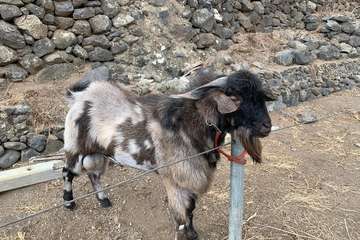 Feria de Ganado de las fiestas del Pilar del Valle de los Nueve (Foto TA)