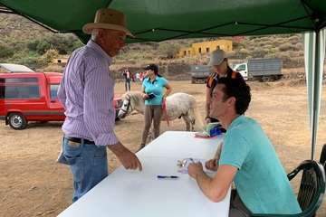 Feria de Ganado de las fiestas del Pilar del Valle de los Nueve (Foto TA)