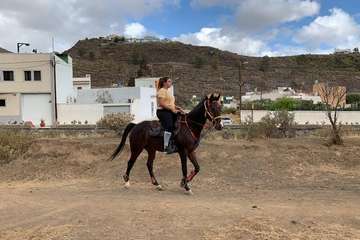 Feria de Ganado de las fiestas del Pilar del Valle de los Nueve (Foto TA)