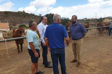 Feria de Ganado de las fiestas del Pilar del Valle de los Nueve (Foto TA)