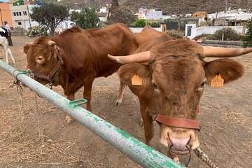 Feria de Ganado de las fiestas del Pilar del Valle de los Nueve (Foto TA)