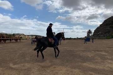 Feria de Ganado de las fiestas del Pilar del Valle de los Nueve (Foto TA)