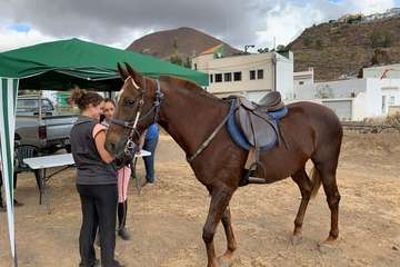 Feria de Ganado de las fiestas del Pilar del Valle de los Nueve (Foto TA)