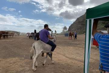 Feria de Ganado de las fiestas del Pilar del Valle de los Nueve (Foto TA)