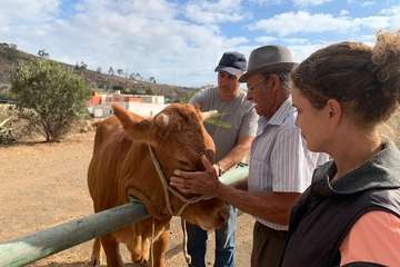 Feria de Ganado de las fiestas del Pilar del Valle de los Nueve (Foto TA)