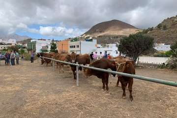 Feria de Ganado de las fiestas del Pilar del Valle de los Nueve (Foto TA)