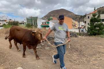 Feria de Ganado de las fiestas del Pilar del Valle de los Nueve (Foto TA)