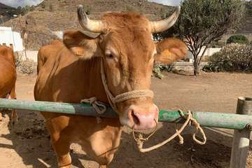 Feria de Ganado de las fiestas del Pilar del Valle de los Nueve (Foto TA)