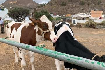 Feria de Ganado de las fiestas del Pilar del Valle de los Nueve (Foto TA)