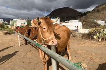 Feria de Ganado de las fiestas del Pilar del Valle de los Nueve (Foto TA)