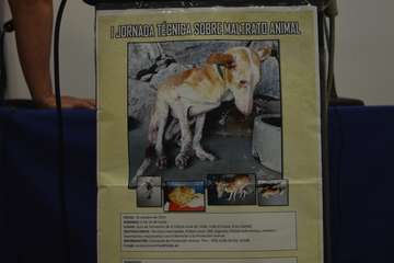 Telde celebra su primera jornada técnica sobre maltrato animal (Foto TA)