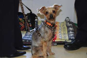 Telde celebra su primera jornada técnica sobre maltrato animal (Foto TA)