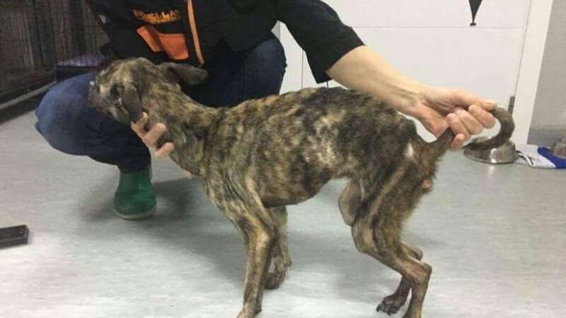 Imagen de un perro maltratado (Foto Canarias7(