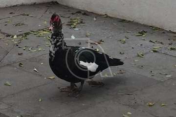 Un pato, de recorrido histórico por el casco antiguo de Telde (Foto TA)