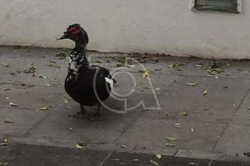Un pato, de recorrido histórico por el casco antiguo de Telde (Foto TA)