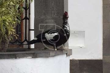 Un pato, de recorrido histórico por el casco antiguo de Telde (Foto TA)