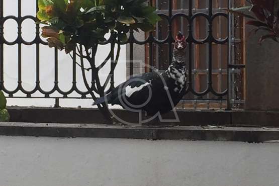 Un pato, de recorrido histórico por el casco antiguo de Telde (Foto TA)