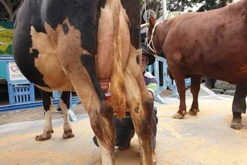 Los Llanos celebra el día grande de sus fiestas (Foto TA)