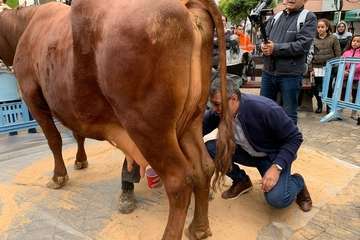 Los Llanos celebra el día grande de sus fiestas (Foto TA)
