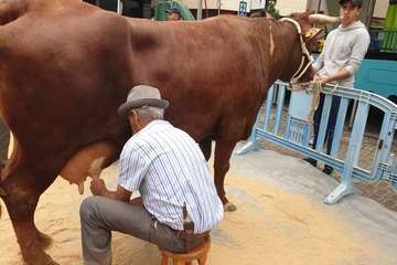 Los Llanos celebra el día grande de sus fiestas (Foto TA)