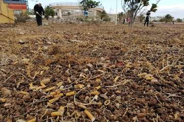  Los vecinos de Costa Jardin toman la iniciativa para mejorar el entorno de su urbanización (Foto TA)