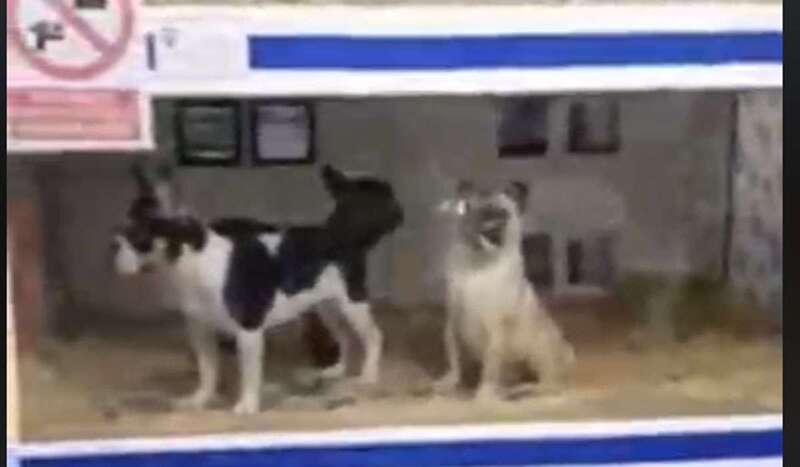 Cachorros en vitrinas sin ventilación en un negocio de Telde (Foto TA)