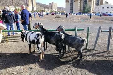 Feria de ganado de las fiestas de Jinámar 2019 (Foto Antonio Alí)