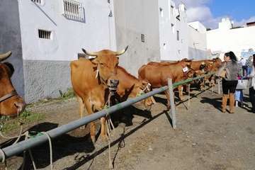 Feria de ganado de las fiestas de Jinámar 2019 (Foto Antonio Alí)