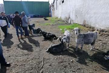 Feria de ganado de las fiestas de Jinámar 2019 (Foto Antonio Alí)