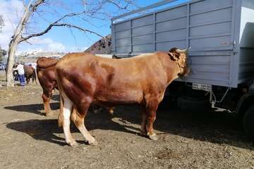 Feria de ganado de las fiestas de Jinámar 2019 (Foto Antonio Alí)