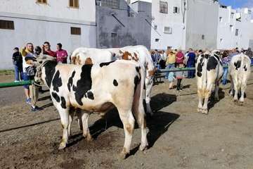 Feria de ganado de las fiestas de Jinámar 2019 (Foto Antonio Alí)