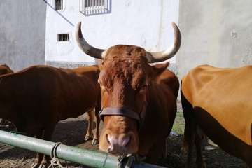 Feria de ganado de las fiestas de Jinámar 2019 (Foto Antonio Alí)