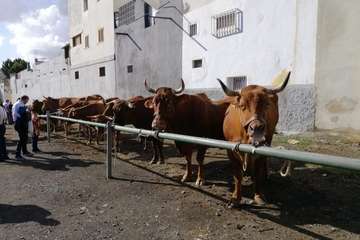 Feria de ganado de las fiestas de Jinámar 2019 (Foto Antonio Alí)