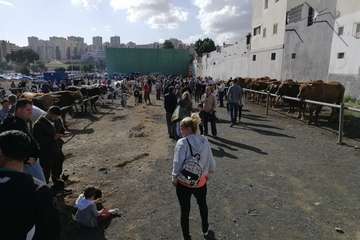 Feria de ganado de las fiestas de Jinámar 2019 (Foto Antonio Alí)