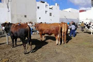 Feria de ganado de las fiestas de Jinámar 2019 (Foto Antonio Alí)
