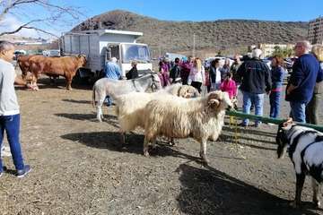 Feria de ganado de las fiestas de Jinámar 2019 (Foto Antonio Alí)