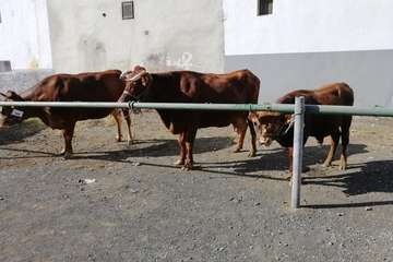 Feria de ganado de las fiestas de Jinámar 2019 (Foto Antonio Alí)