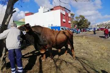 Feria de ganado de las fiestas de Jinámar 2019 (Foto Antonio Alí)