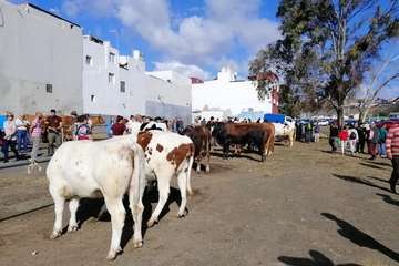 Feria de ganado de las fiestas de Jinámar 2019 (Foto Antonio Alí)