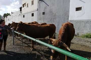 Feria de ganado de las fiestas de Jinámar 2019 (Foto Antonio Alí)