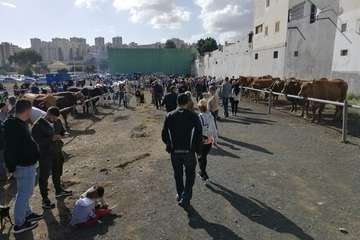 Feria de ganado de las fiestas de Jinámar 2019 (Foto Antonio Alí)