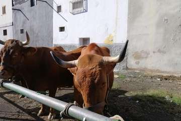 Feria de ganado de las fiestas de Jinámar 2019 (Foto Antonio Alí)