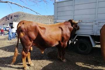 Feria de ganado de las fiestas de Jinámar 2019 (Foto Antonio Alí)
