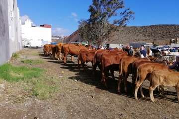 Feria de ganado de las fiestas de Jinámar 2019 (Foto Antonio Alí)