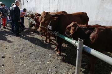 Feria de ganado de las fiestas de Jinámar 2019 (Foto Antonio Alí)